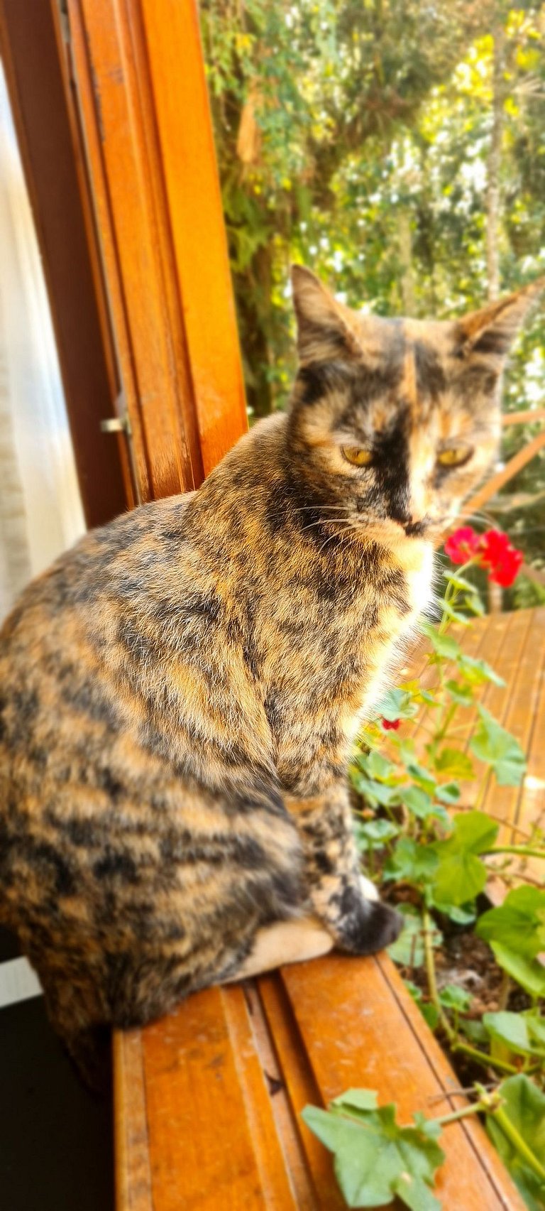 Cabana 2 - hidromassagem, lareira elétrica e vista